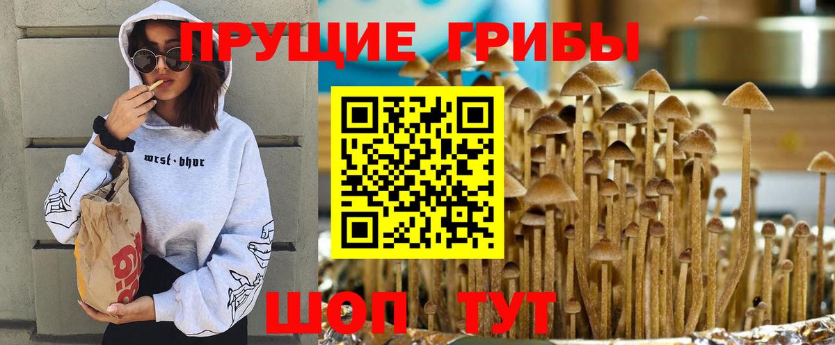 Псилоцибиновые грибы прущие грибы Дербент